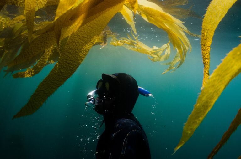 Big Kelp Hydration Infusing sustainability and transparency into skin care