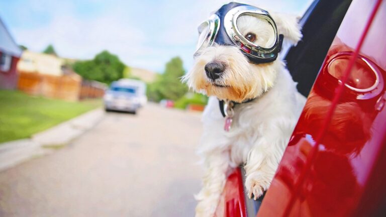 Aviator Dog